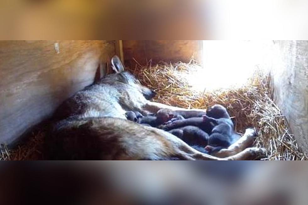 Sioux Falls Great Plains Zoo Welcomes 6 Adorable Red Wolf Pups 