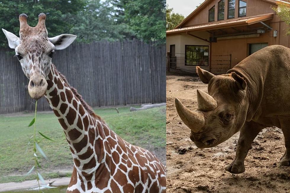 Why Are Two Friendly Faces No Longer At Sioux Falls Zoo?