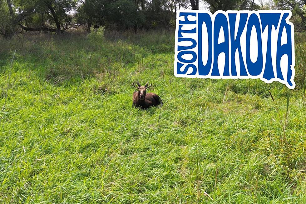 Watch Out For A Loose Moose Wandering in South Dakota