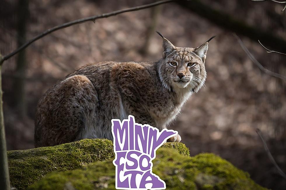 How Many Lynx, Bobcats, and Cougars Live in Minnesota?