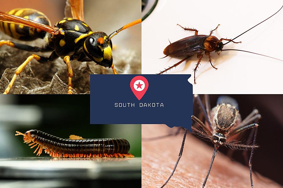 9 Disgusting Bugs In South Dakota You Need to Watch Out For