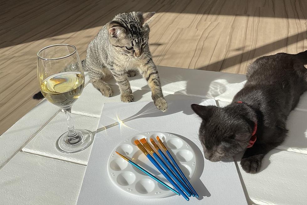 First-Ever Wine & Paint with Cats Event Coming To Sioux Falls