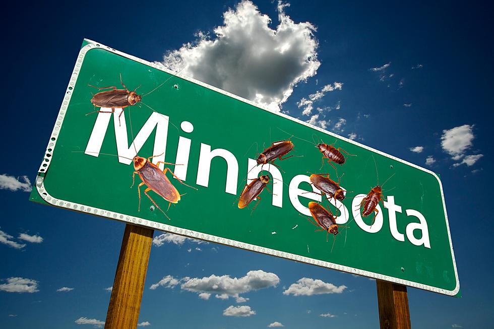 Yuck! Minnesota Town Named 'Most Roachiest City' In America
