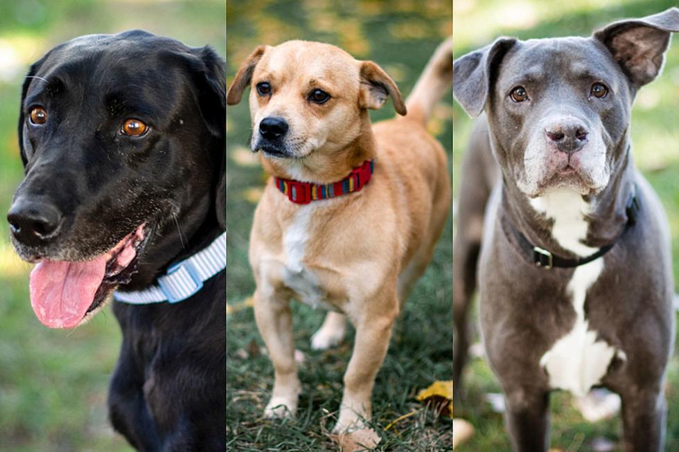 Sioux Falls Humane Society At Dog Capacity-Adopt One Today!