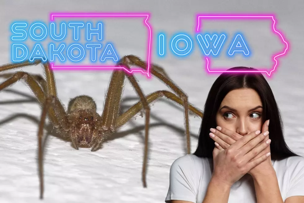 Watch Out For The Most Dangerous South Dakota & Iowa Spider