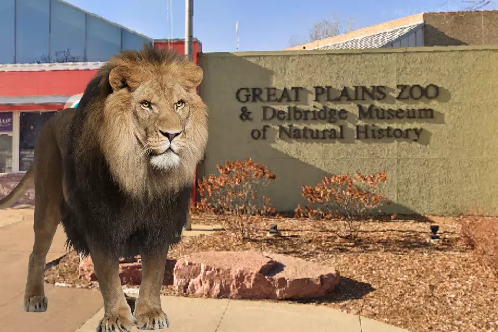 Exciting News! Sioux Falls Zoo Almost Ready To Welcome Back Lions