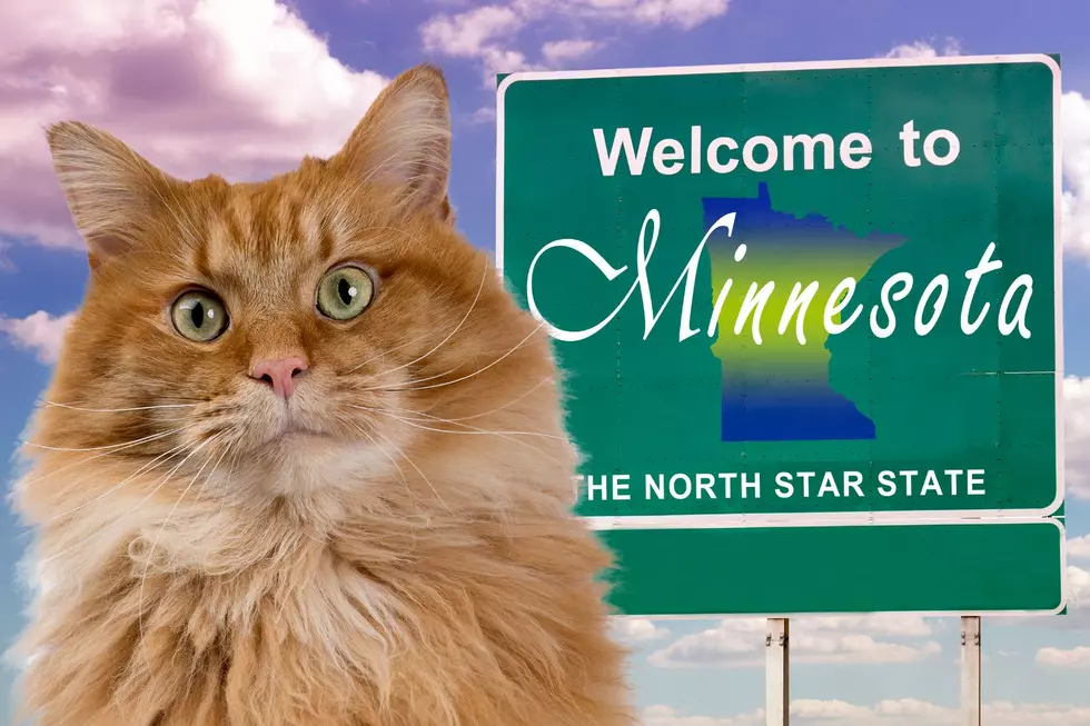 Missing Luverne, Minnesota Cat Makes A Miraculous Return Home