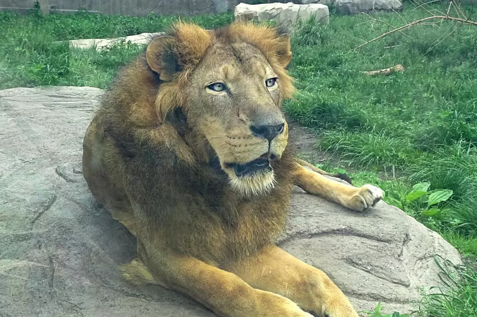 Say Hello To Simba: The 1st Sioux Falls Lion at Great Plains Zoo