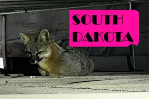Police Investigate Rare Grey Fox Sighting In Small South Dakota