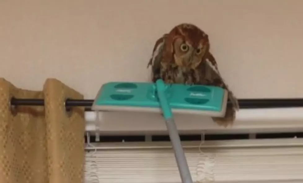 Ah! Owl In The House!