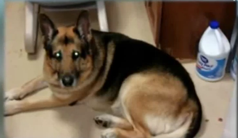 Woman’s Will Asks for Her Still-living Dog to be Buried With Her