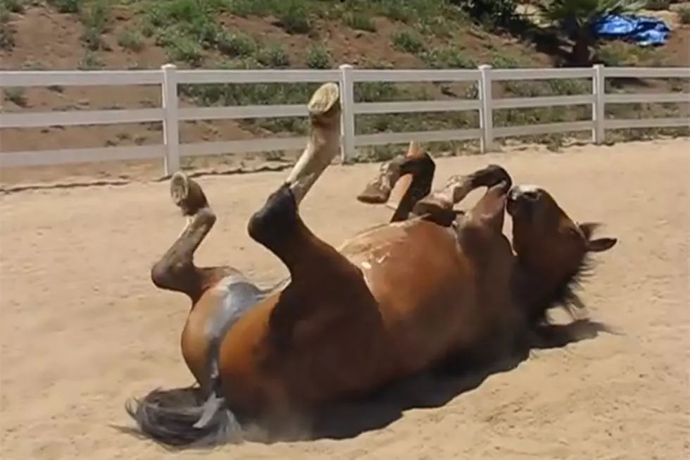 Reason #86 the Internet Was Invented: Video of a Horse Rolling Around and Farting