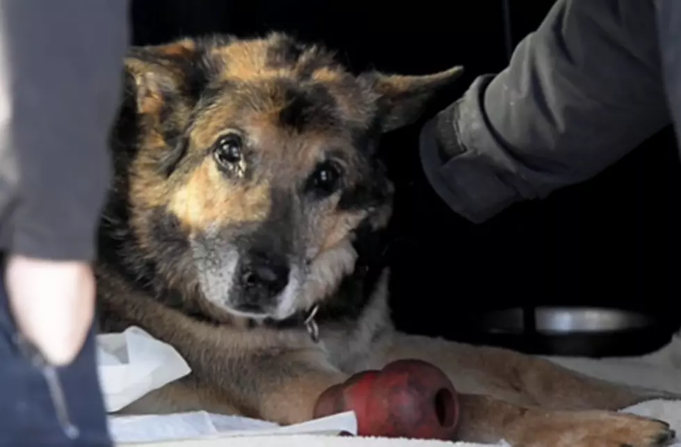 Police Dog Receives Emotional Farewell before Being Euthanized