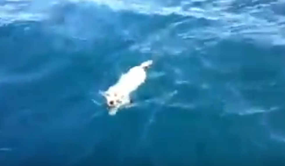 Puppy Rescued at Sea