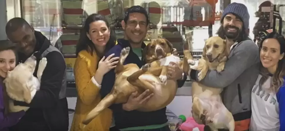 A Family of Puppies Reunite After 4 Years Apart