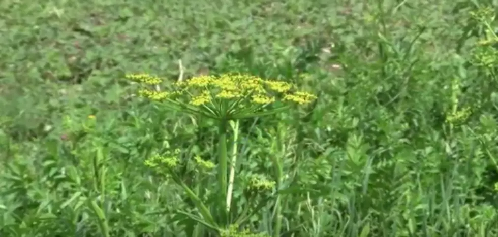 Dangerous Weed Spreading in Iowa &#8211; Have you See it in South Dakota?