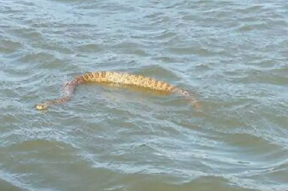 Man Fishing Bit By Snake