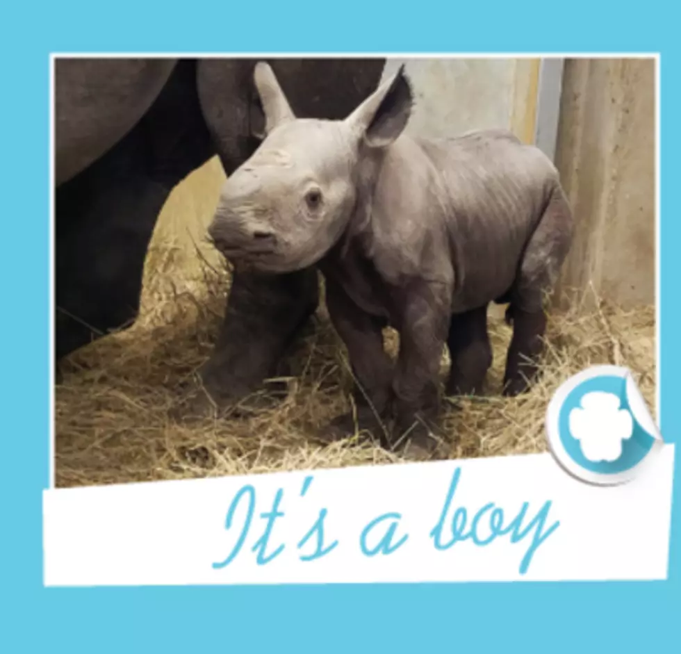 It’s a Boy! Baby Rhino Born at Great Plains Zoo