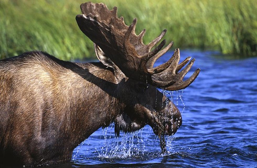 Moose on the Loose in Northeast Nebraska