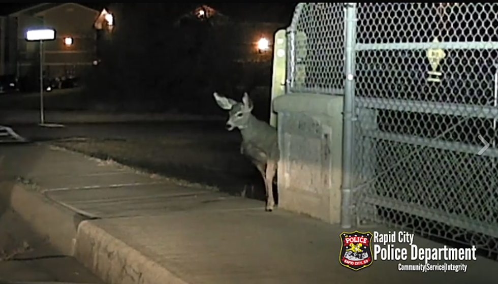 Rapid City Police Officer Comes to a Deer's Rescue