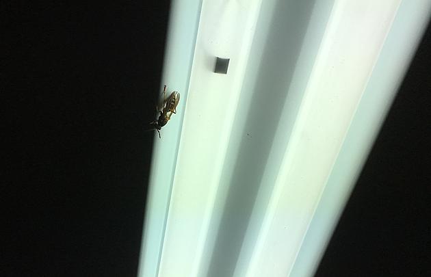 What is a Wasp Doing in My House &#8211; in March?