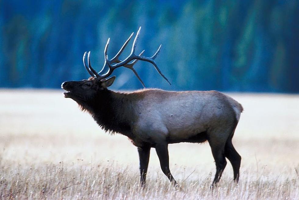 2017 Elk Hunting Application Deadline Looming