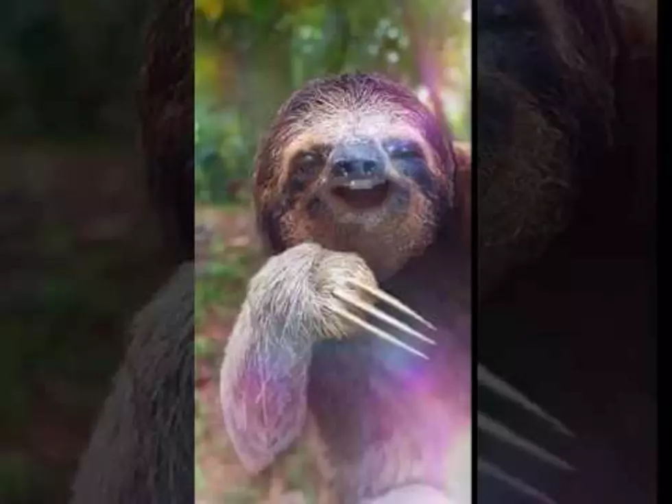 Snapchat and Sloths. Not A Fan.
