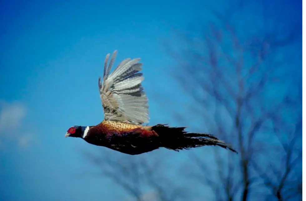 Bring On Pheasant Season