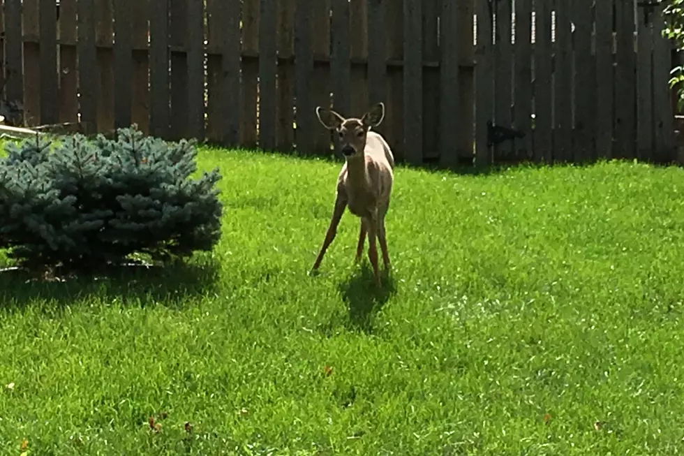 Local Homeowner Furious at Fawn for Eating Yard