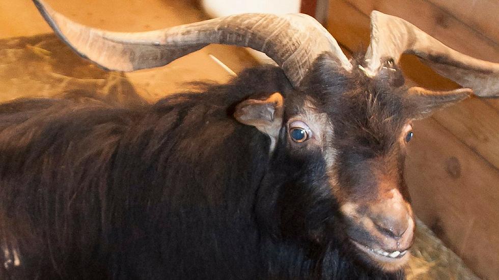 Great Plains Zoo Mourns Ramone the Goat