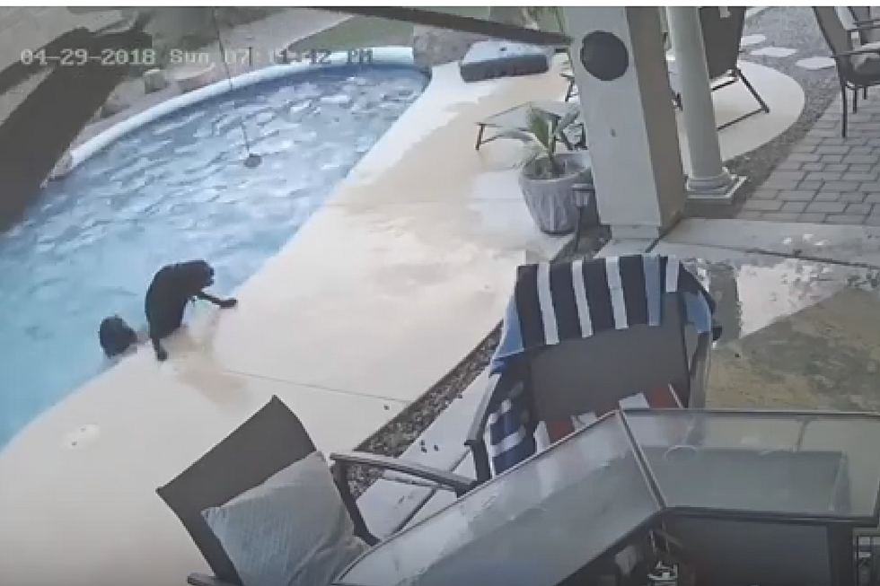 Dog Saves Another Dog From Drowning in Pool
