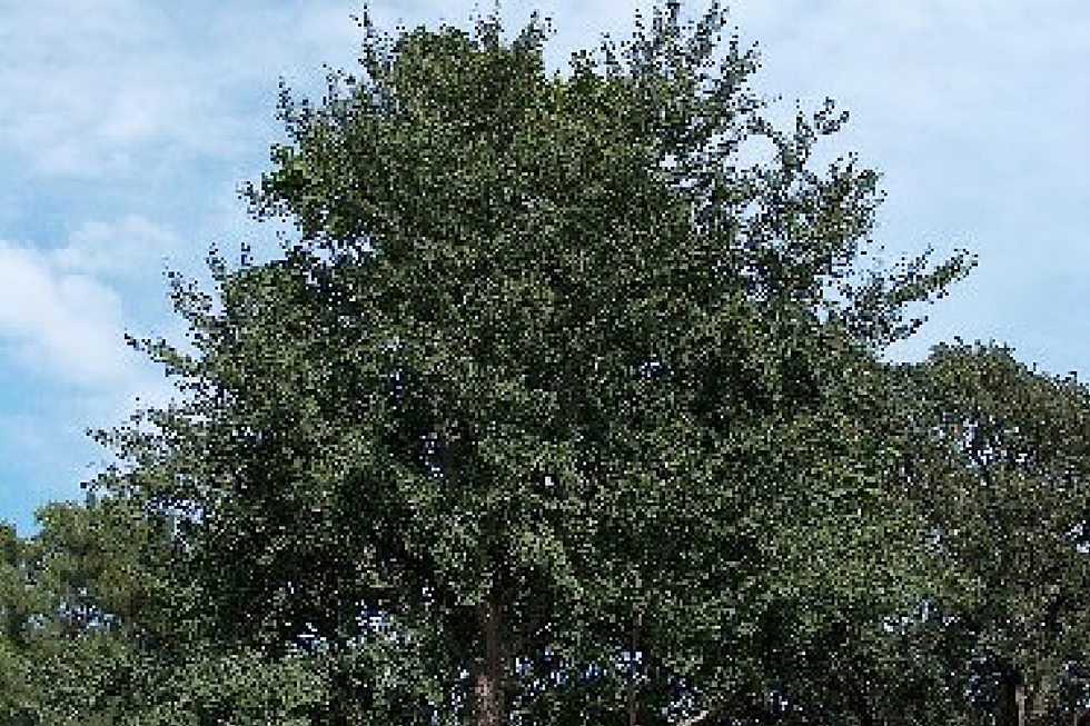 Largest Trees in Minnehaha County