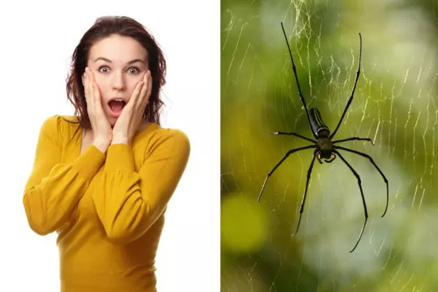 Woman Orders Delivery Food, so Delivery Driver can Kill a Spider
