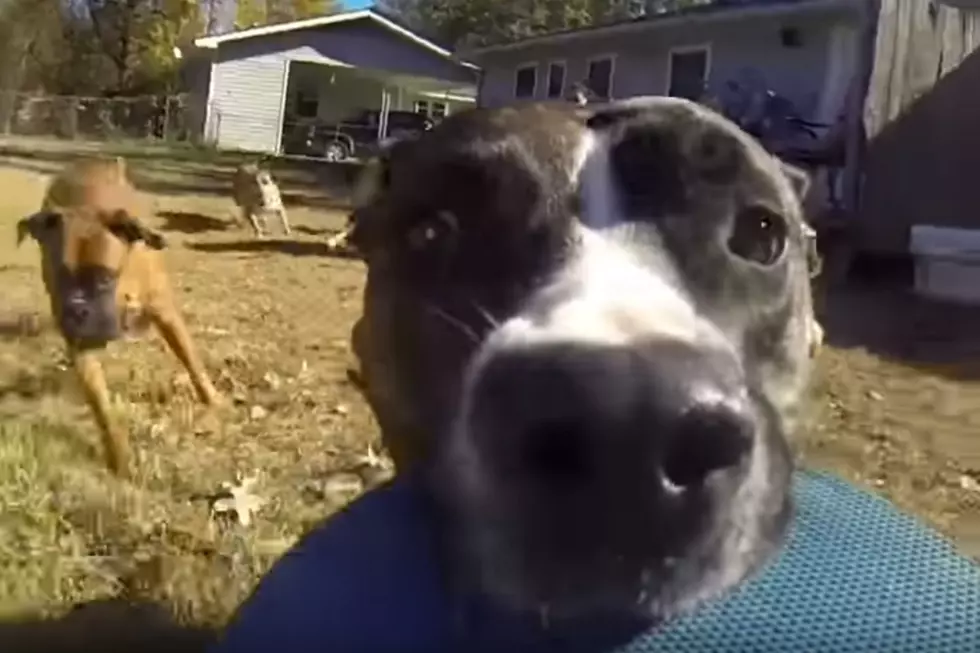 What it Looks Like When a Dog Steals a GoPro