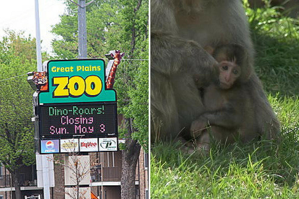 Great Plains Zoo Welcomes Two New Endangered Snow Monkeys