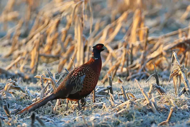 Resident Pheasant Opener This Weekend in South Dakota