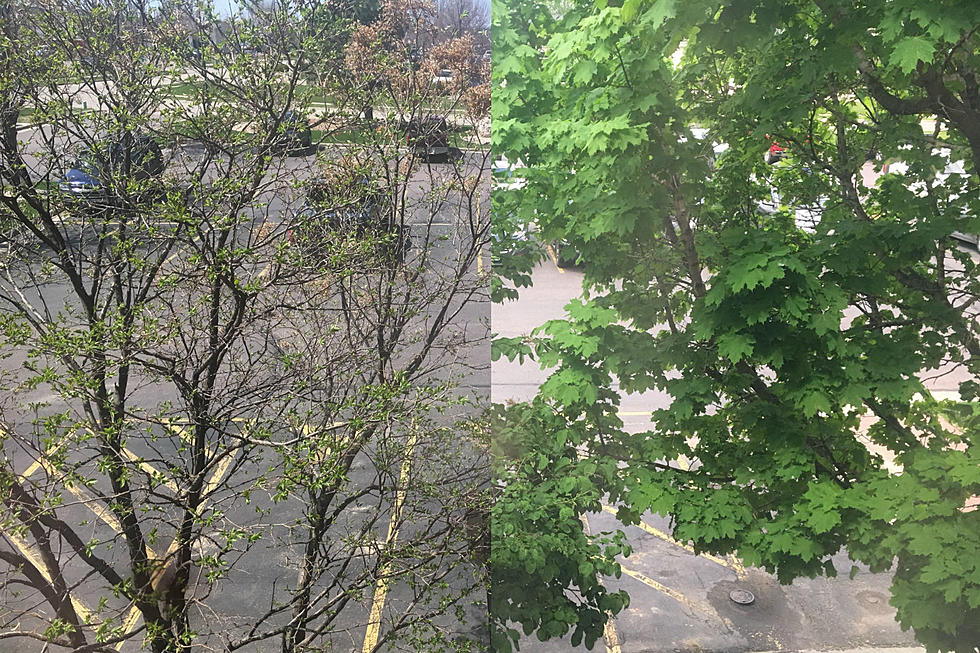 Time Lapse of Tree Leaves Growing Out My Office Window