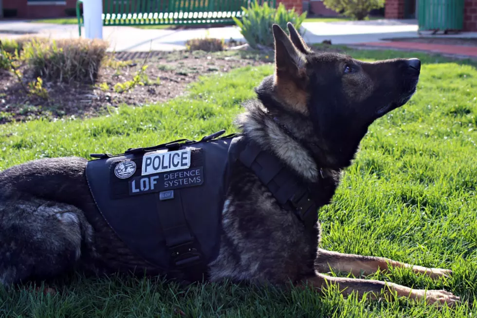 A 9-Year-Old Boy Raises $80,000 for Bulletproof Vest for Police Dogs