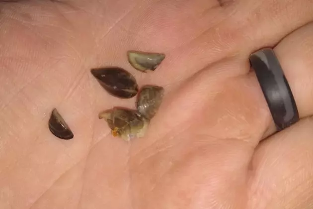 Zebra Mussels Confirmed in Lake Francis Case