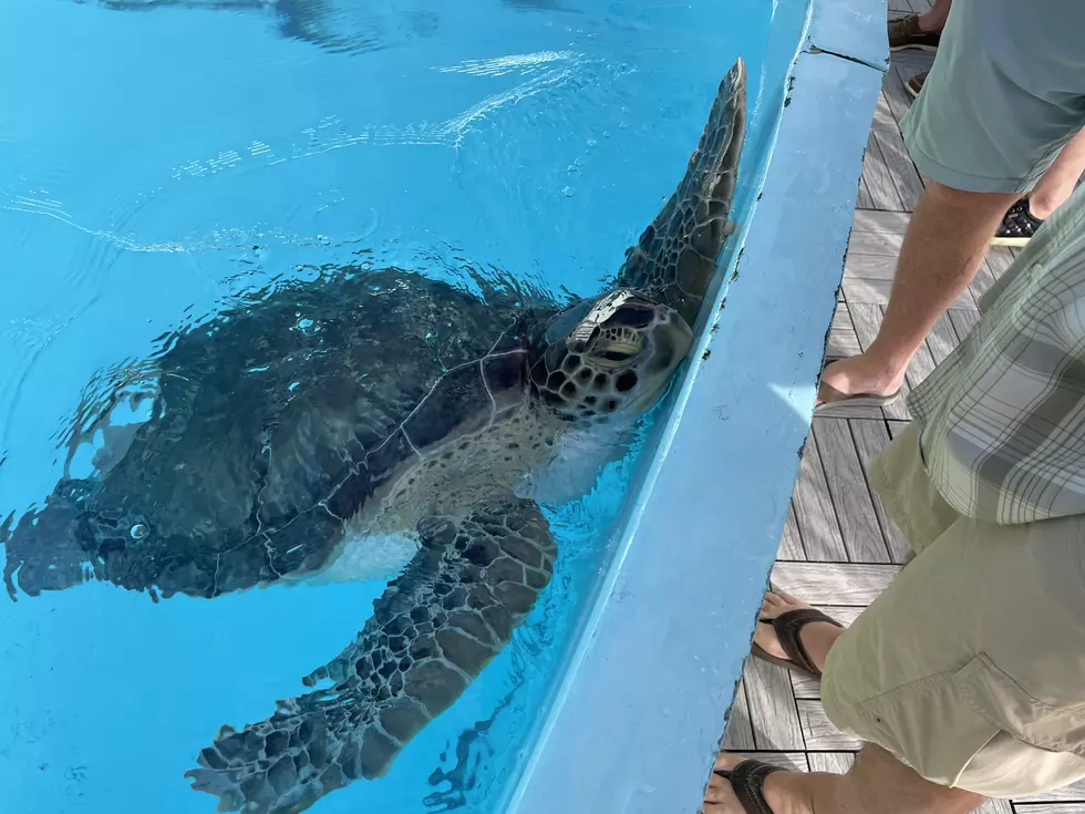 The Turtle Hospital – Save the Turtles!