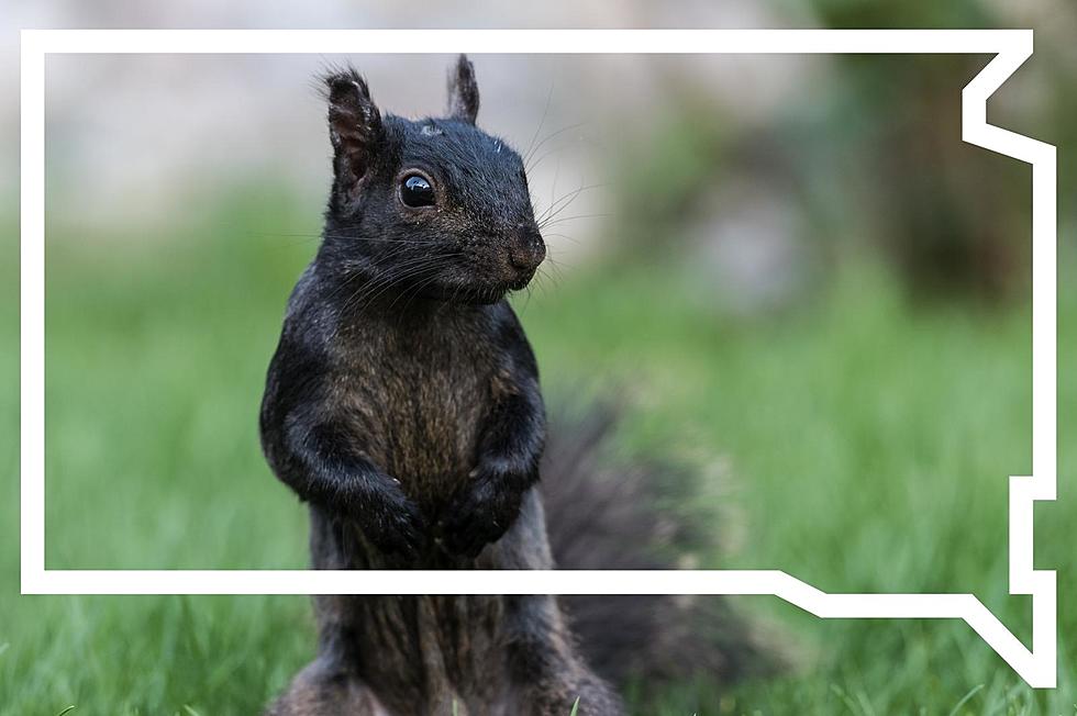 Did You See a Black Squirrel in South Dakota? Yes, You Did