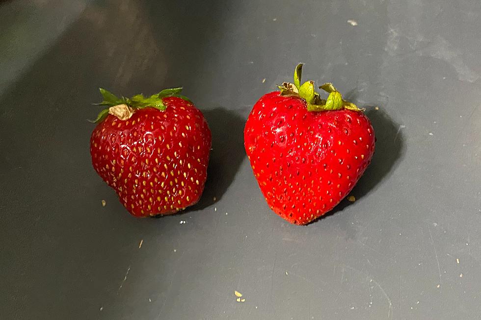 Which of These Strawberries Came From a Store or Our Garden?