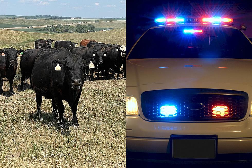 Sioux Falls Man Crashes Into Cow in Iowa