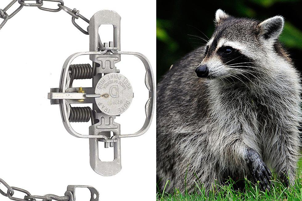 Raccoon Injured by Illegal Traps in Sioux Falls