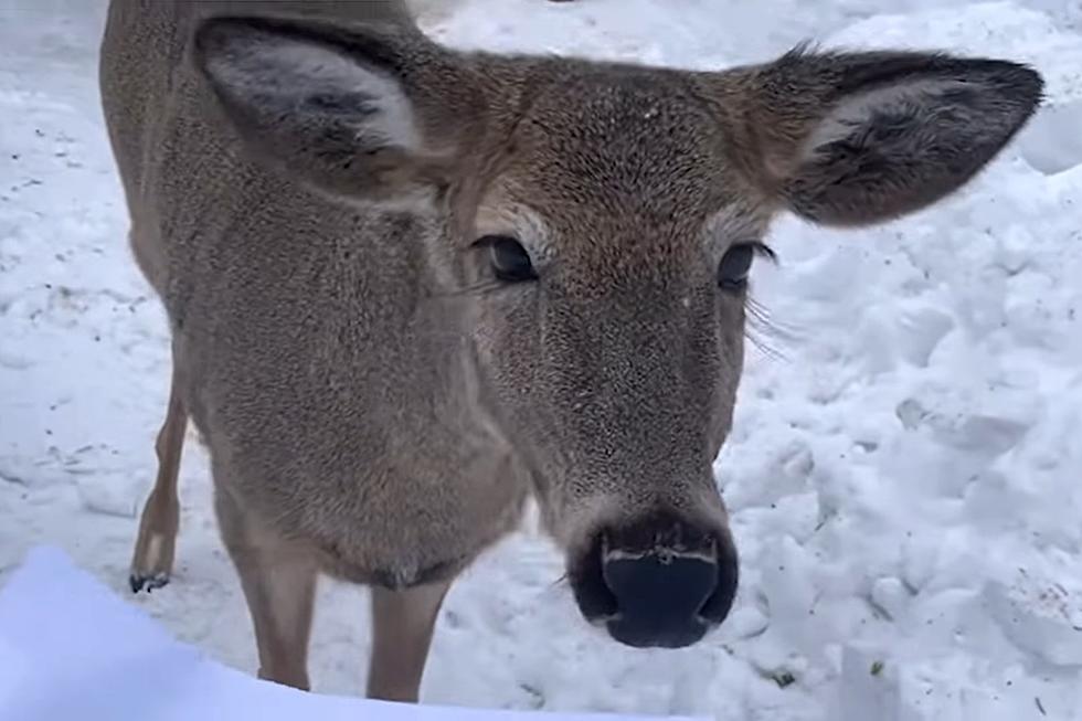 Minnesota Mail Carrier Blocked by Deer in Sidewalk
