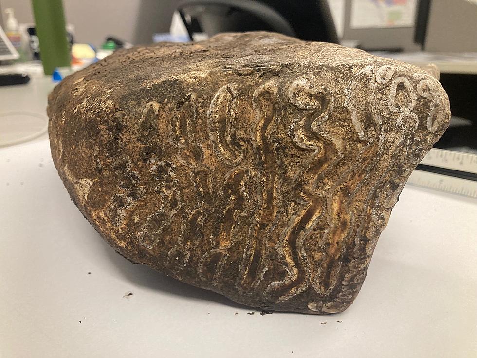 Wooly Mammoth Tooth Discovered at Northwest Iowa Community College