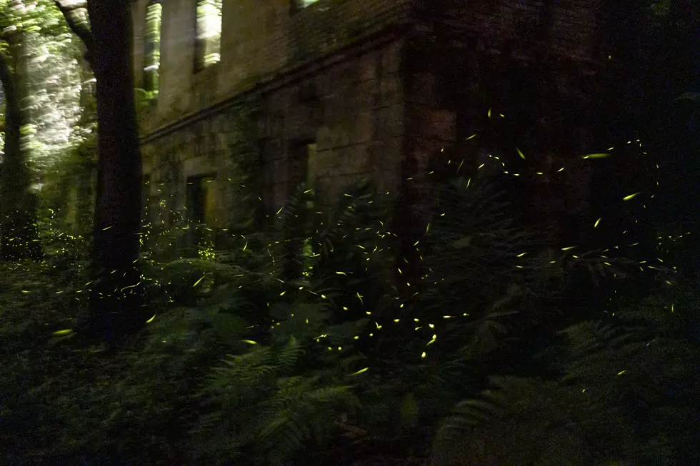 Firefly or Lightning Bug? Sioux Falls Settles the Debate
