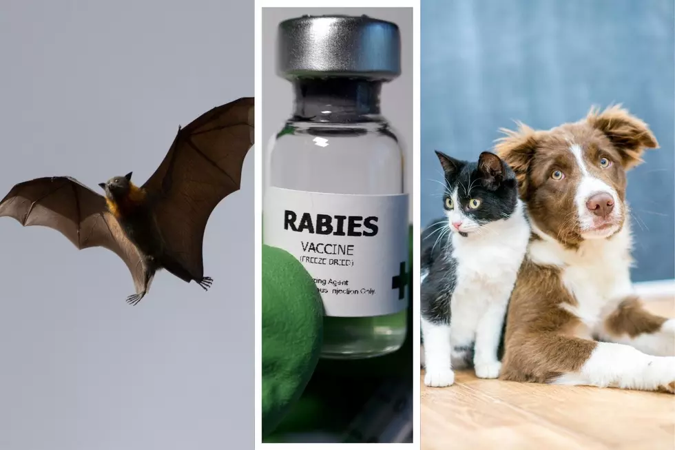 Uptick in Rabies Infected Bats Prompt Warning For Sioux Falls Pet Owners