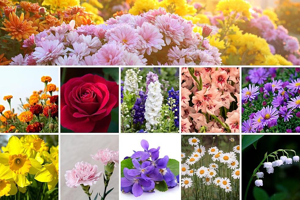 Discover Your Birth Month Flower