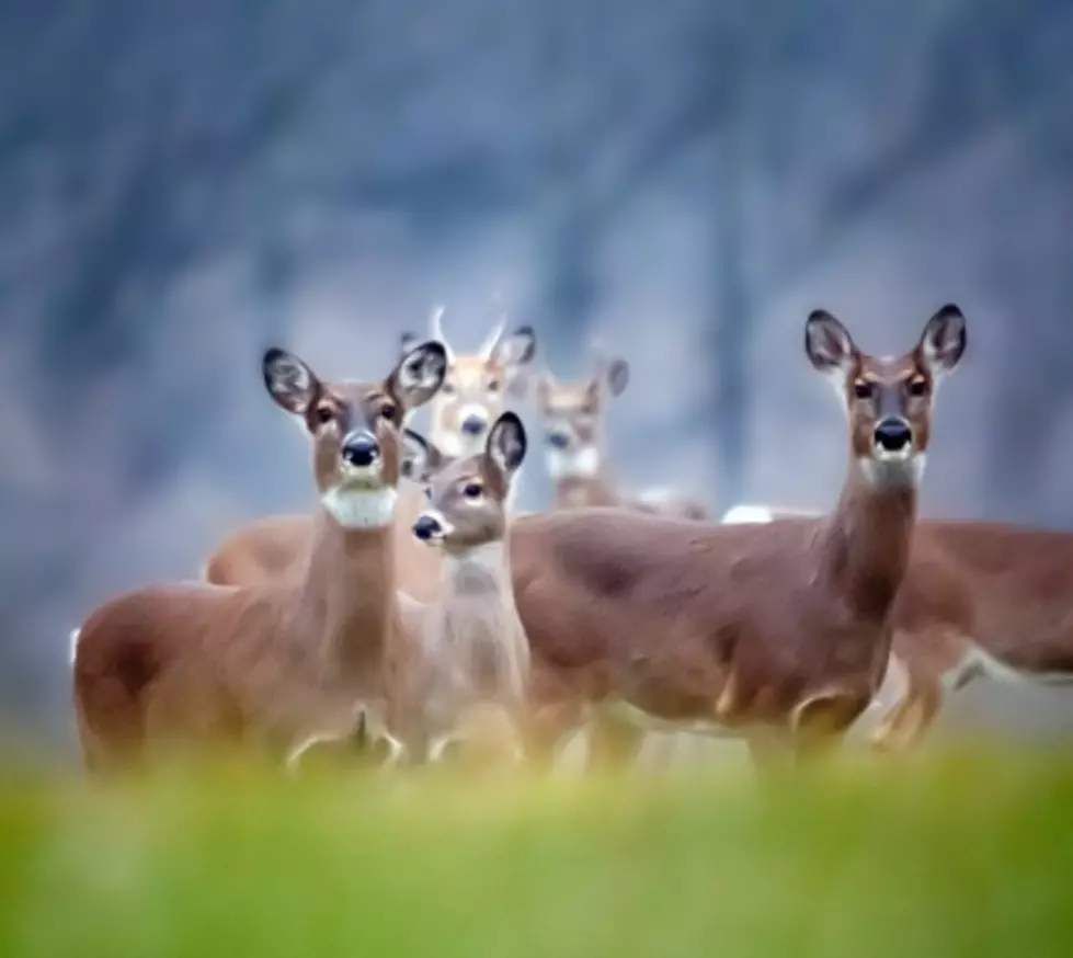 EHD Worries South Dakota Deer Hunters
